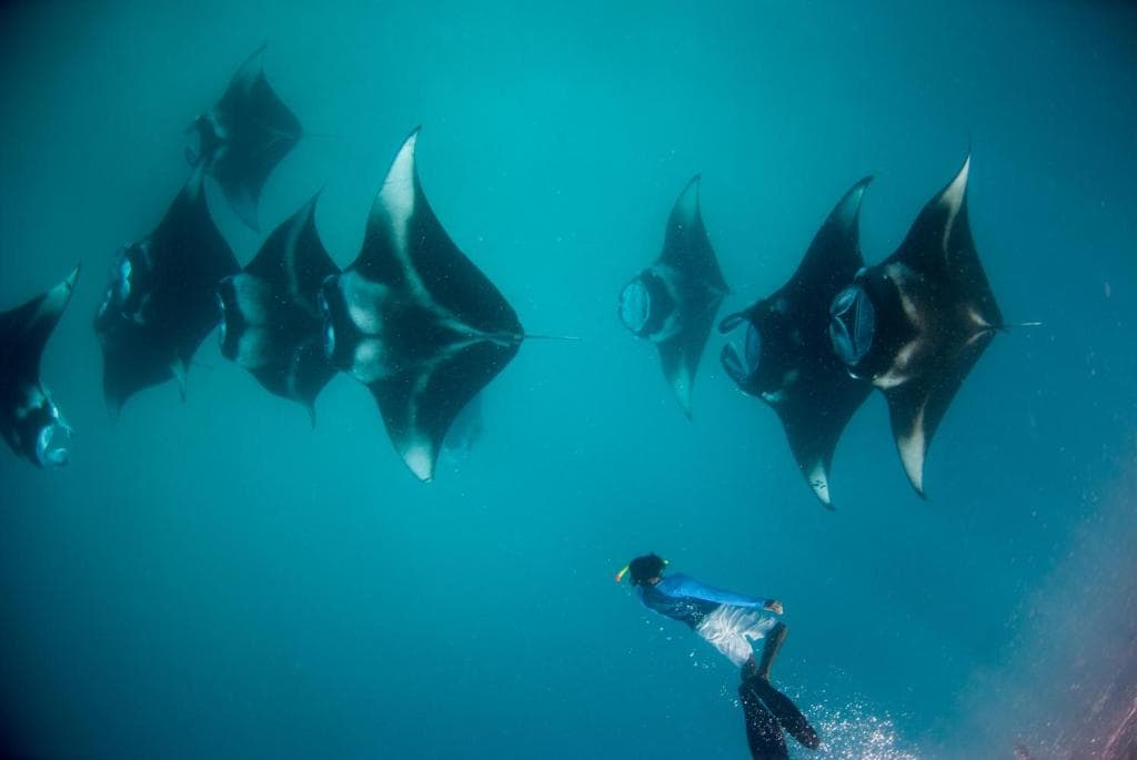 Dharavandhoo Ocean Wonders Escape