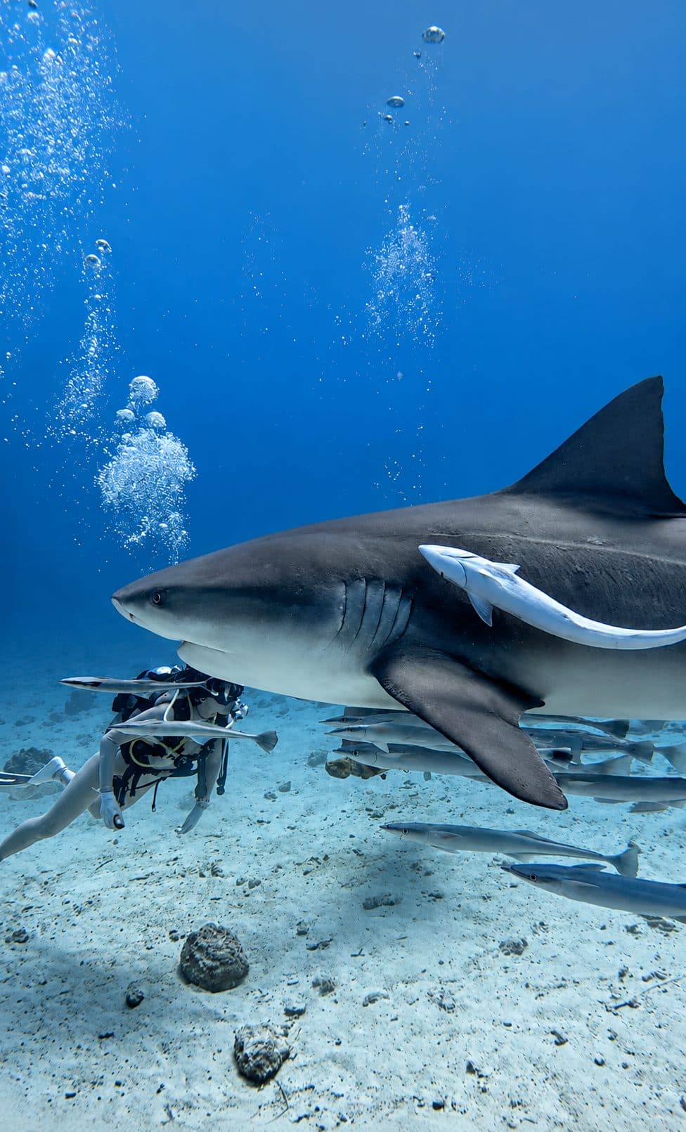 Blue Ocean Adventure